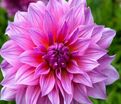 Георгин Артур Хамбли (Dahlia Arthur Hambley) — фото 5