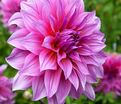 Георгин Артур Хамбли (Dahlia Arthur Hambley) — фото 6