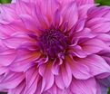Георгин Артур Хамбли (Dahlia Arthur Hambley) — фото 7