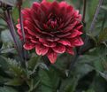 Георгин Афтер Даск (Dahlia After Dusk) — фото 2