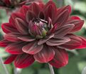 Георгин Афтер Даск (Dahlia After Dusk) — фото 3