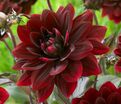 Георгин Афтер Даск (Dahlia After Dusk) — фото 5