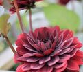 Георгин Афтер Даск (Dahlia After Dusk) — фото 6