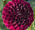 Георгин Бабетта (Dahlia Babette) — фото 2