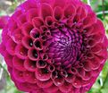Георгин Бабетта (Dahlia Babette) — фото 3