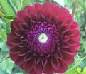 Георгин Бабетта (Dahlia Babette) — фото 4