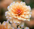 Георгин Багама Априкот (Dahlia Bahama Apricot) — фото 2