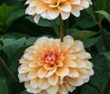 Георгин Багама Априкот (Dahlia Bahama Apricot) — фото 3