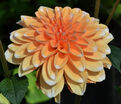Георгин Багама Априкот (Dahlia Bahama Apricot) — фото 4