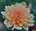 Георгин Багама Априкот (Dahlia Bahama Apricot) — фото 5