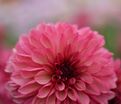 Георгин Бакарди (Dahlia Bacardi) — фото 3