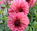 Георгин Бакарди (Dahlia Bacardi) — фото 4