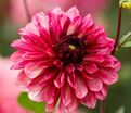 Георгин Бакарди (Dahlia Bacardi) — фото 6