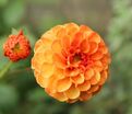 Георгин Бантлинг (Dahlia Bantling) — фото 2