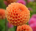 Георгин Бантлинг (Dahlia Bantling) — фото 3