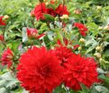 Георгин Барбаросса (Dahlia Barbarossa) — фото 2