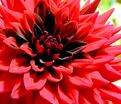 Георгин Барбаросса (Dahlia Barbarossa) — фото 3