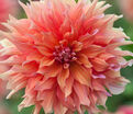 Георгин Белль оф Бармера (Dahlia Belle of Barmera) — фото 2