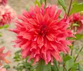Георгин Белль оф Бармера (Dahlia Belle of Barmera) — фото 3