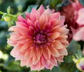 Георгин Белль оф Бармера (Dahlia Belle of Barmera) — фото 4