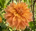 Георгин Бен Хьюстон (Dahlia Ben Huston) — фото 2