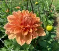 Георгин Бен Хьюстон (Dahlia Ben Huston) — фото 3