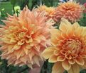 Георгин Бен Хьюстон (Dahlia Ben Huston) — фото 4