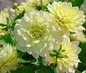 Георгин Берлинер Лемон (Dahlia Berliner Lemon) — фото 4