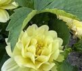 Георгин Берлинер Лемон (Dahlia Berliner Lemon) — фото 5