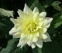 Георгин Берлинер Лемон (Dahlia Berliner Lemon) — фото 6