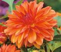 Георгин Берлинер Оранж (Dahlia Berliner Orange) — фото 2