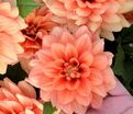 Георгин Берлинер Оранж (Dahlia Berliner Orange) — фото 3
