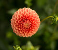 Георгин Биатрис (Dahlia Beatrice) — фото 2