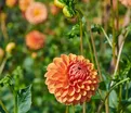 Георгин Биатрис (Dahlia Beatrice) — фото 3