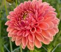 Георгин Биатрис (Dahlia Beatrice) — фото 4