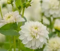 Георгин Биг Хейлстоун (Dahlia Big Hailstone) — фото 2