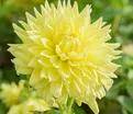 Георгин Бильбао (Dahlia Bilbao) — фото 2