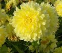 Георгин Бильбао (Dahlia Bilbao) — фото 3