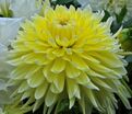 Георгин Бильбао (Dahlia Bilbao) — фото 4