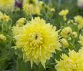 Георгин Бильбао (Dahlia Bilbao) — фото 5