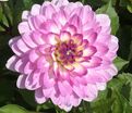 Георгин Битси (Dahlia Bitsy) — фото 2