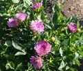 Георгин Битси (Dahlia Bitsy) — фото 3