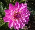 Георгин Битси (Dahlia Bitsy) — фото 4