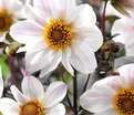 Георгин Бишоп оф Довер (Dahlia Bishop of Dover) — фото 3