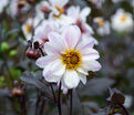 Георгин Бишоп оф Довер (Dahlia Bishop of Dover) — фото 4