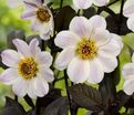 Георгин Бишоп оф Довер (Dahlia Bishop of Dover) — фото 5