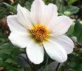 Георгин Бишоп оф Довер (Dahlia Bishop of Dover) — фото 6