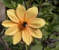 Георгин Бишоп оф Йорк (Dahlia Bishop Of York) — фото 2