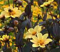 Георгин Бишоп оф Йорк (Dahlia Bishop Of York) — фото 4