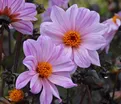 Георгин Бишоп оф Лейчестер (Dahlia Bishop Of Leicester) — фото 3